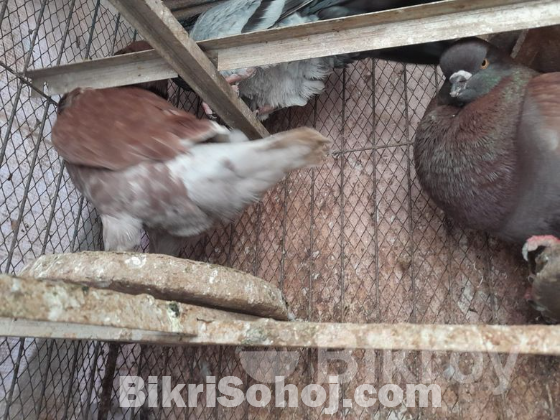 pigeon
